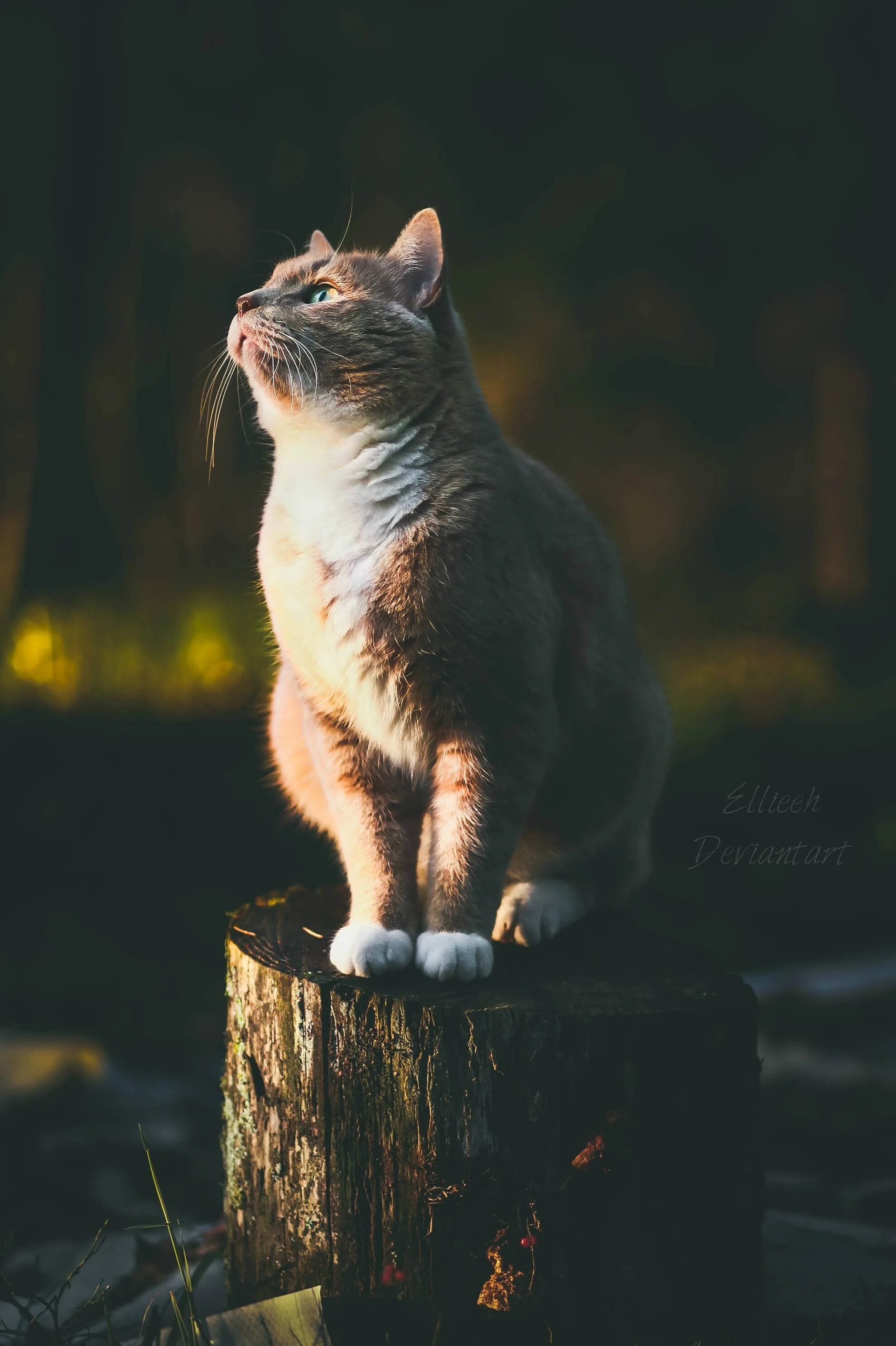 Кот сидит смотрит. Кот сидит. сидячая кошка. кот сидит на пне. кот на пеньке.