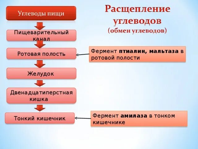 Расщепление углеводов начинается в тест. Птиалин это амилаза. амилаза птиалин и мальтаза. расщепление углеводов птиалин. графологическая структура пищеварительной системы.