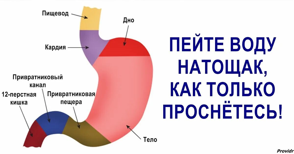 Сколько держится в желудке. Пить воду на голодный желудок. Пейте воду на голодный желудок. Пить воду с утра на голодный желудок.