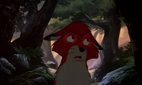 The fox