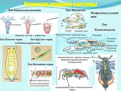 Система беспозвоночных животных