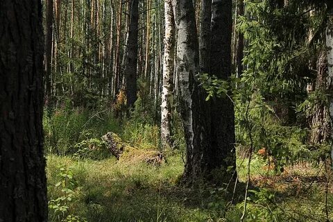 Лесничество краснотурьинск