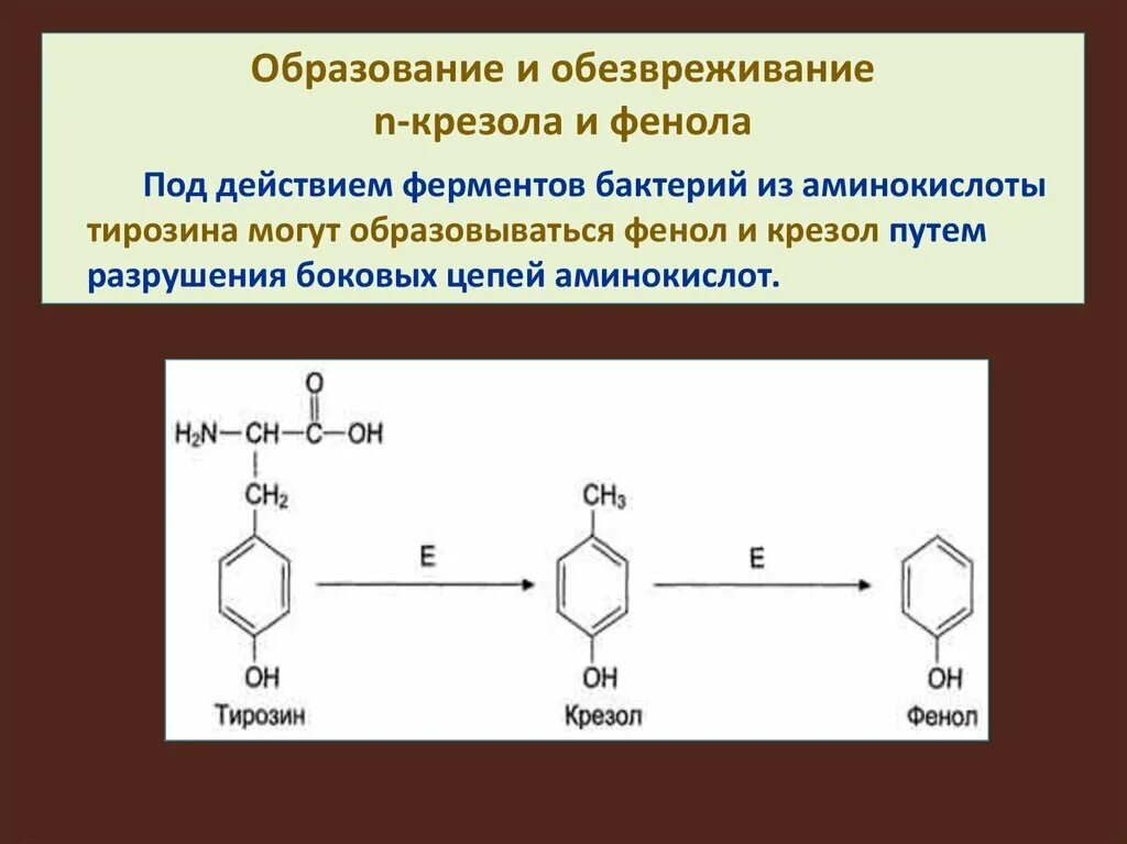 Обезвреживаются яды под действием ферментов печени. Обезвреживание фенола крезола индола. Образование фенола из крезола. Скатол индол фенол крезол. Образование индола и фенола из аминокислот.