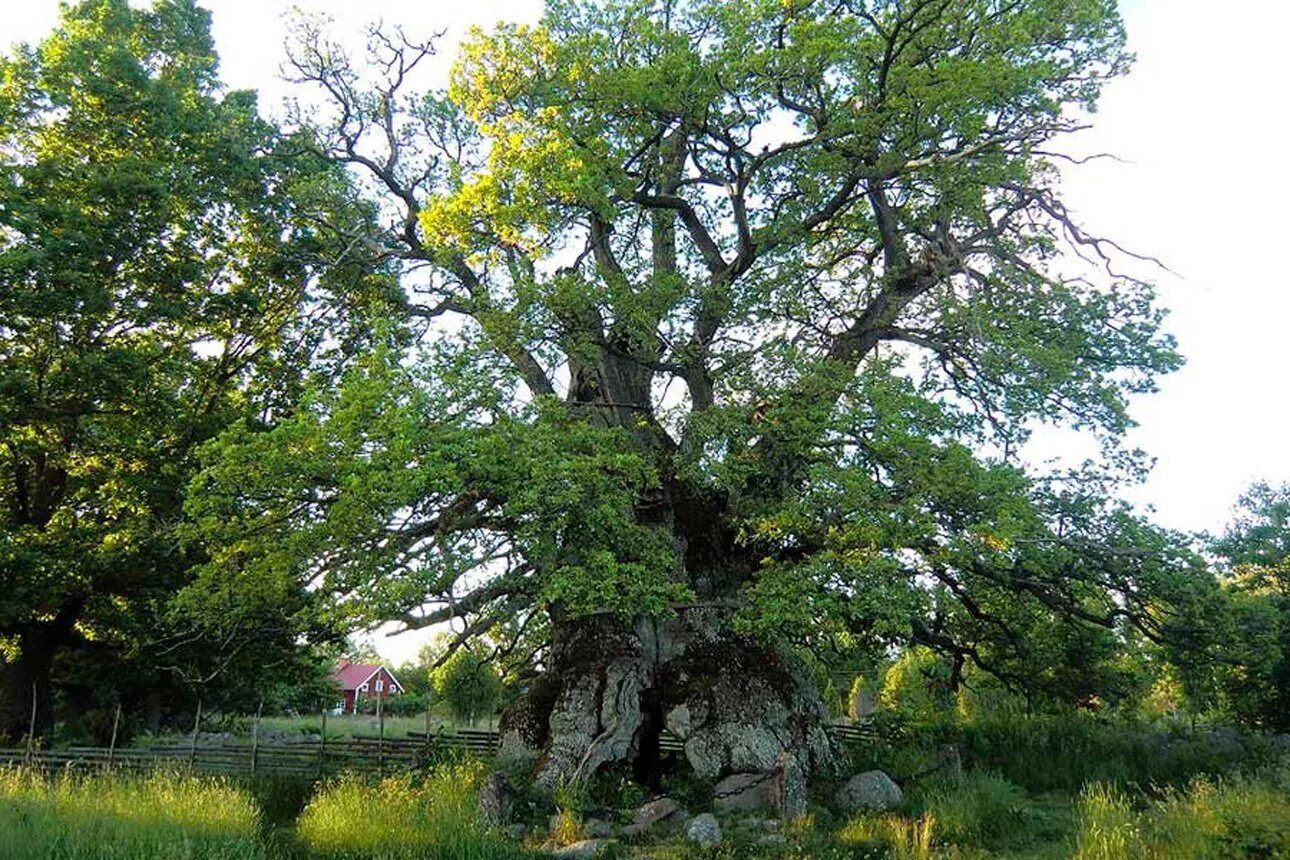 Большой дуб. Румскулла дуб. Румскулла - старейший дуб Швеции.. Дубы Швеции. Исполинский могучий дуб.