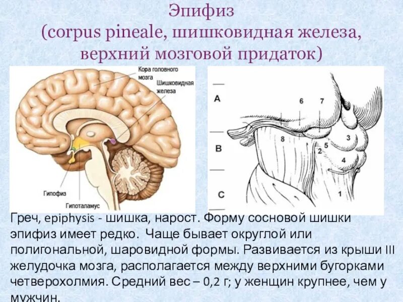 Шишковидная железа. Строение головного мозга эпифиз. Гипоталамус гипофиз эпифиз. Топография шишковидной железы. Шишковидное тело в головном мозге.