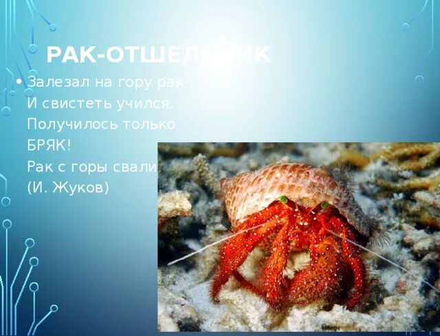 Морские загадки про рачка. Загадки о рачки для детей. Охотоморский рак-отшельник. Загадка про Рачков. Стихи про раков