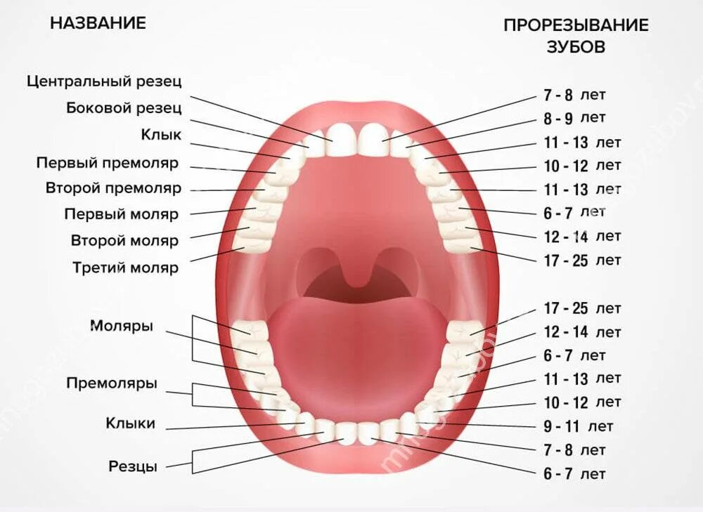 Ребенку 5 лет лезет зуб. Схема прорезывания постоянных зубов у детей. Зубы у детей порядок прорезывания коренных зубов. Зубы схема прорезывания коренных зубов. Схема прорезывания зубов моляры.