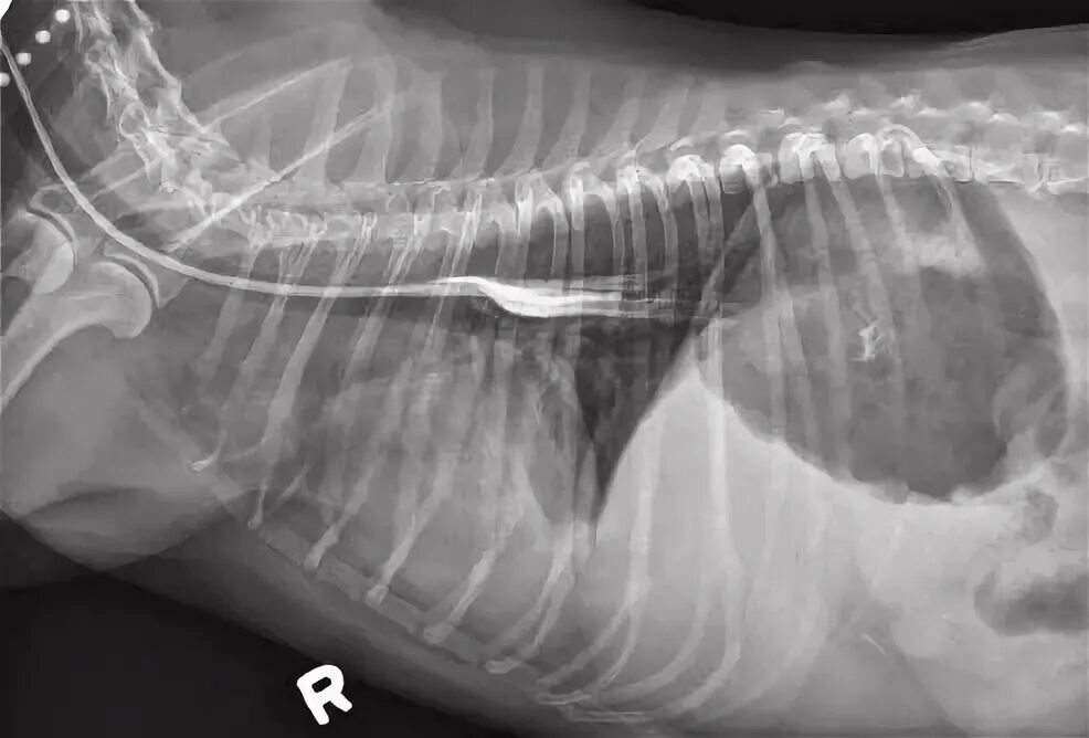 Пищевод кошки. Мегаэзофагус у собак рентген. Дивертикул пищевода у собак. Расширение пищевода у собаки.