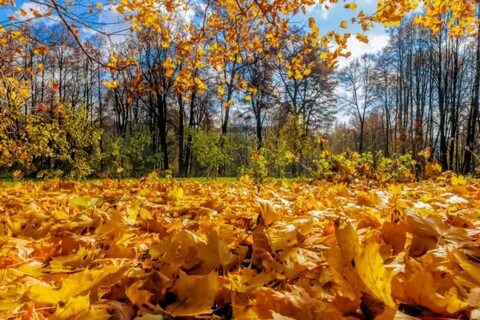Листопадом упади