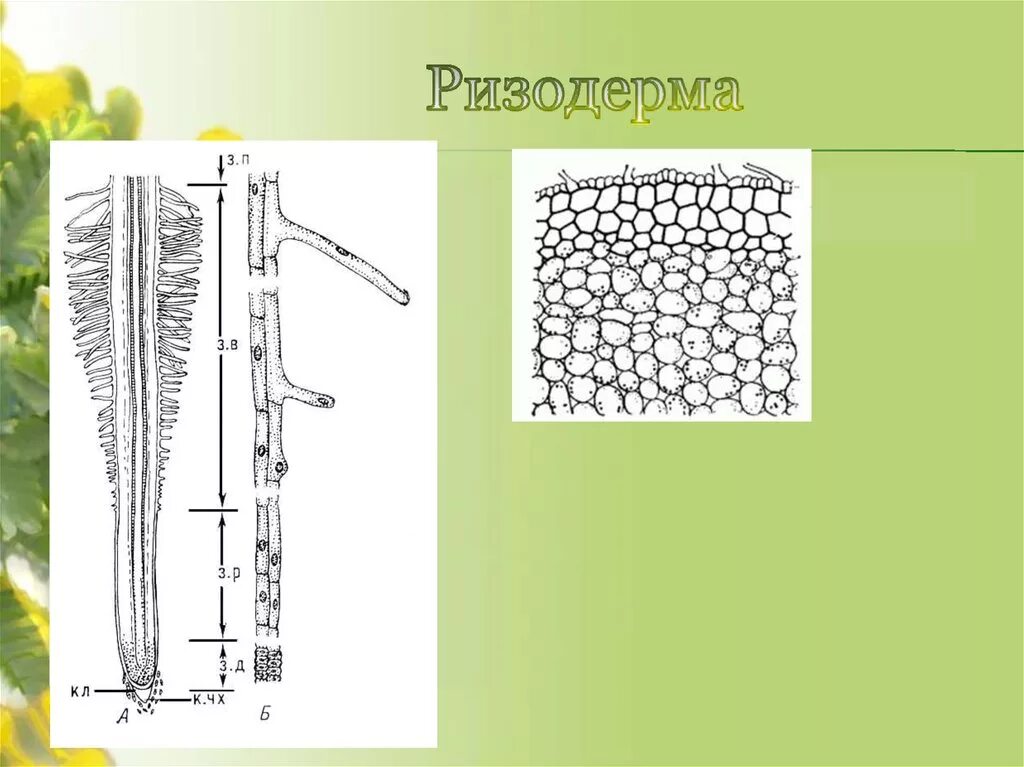Ризодерма (эпиблема). Ткани растений ризодерма. Ткань корня ризодерма. ) Ризодерма (покровная ткань корня).
