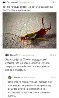Двухвостка может залезть в ухо