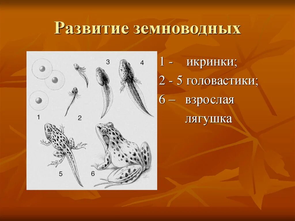 Части тела лягушки и головастика. Скелет головастика. Строение головастика. Развитие земноводных. Стадии развития земноводных.