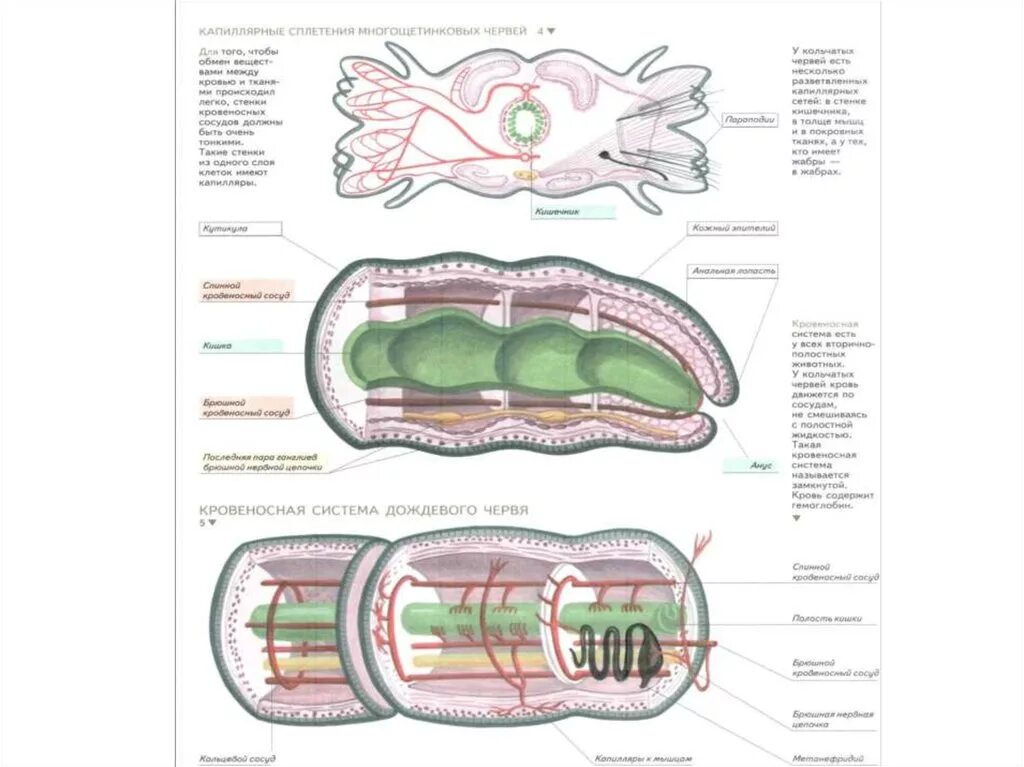 Строение и жизнедеятельность червей. Внутреннее строение дождевого червя рисунок. Дождевые черви внутреннее строение. Кольчатые черви строение. Схема органов дождевого червя.