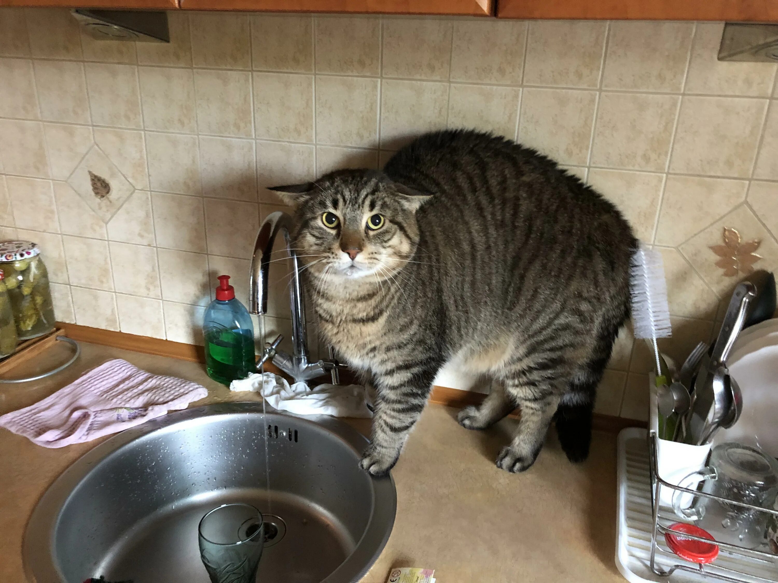 Кот на кухне. Кухонный кот. Смешные котики на кухне. Прикольные кошаки на кухне. Варят кошек