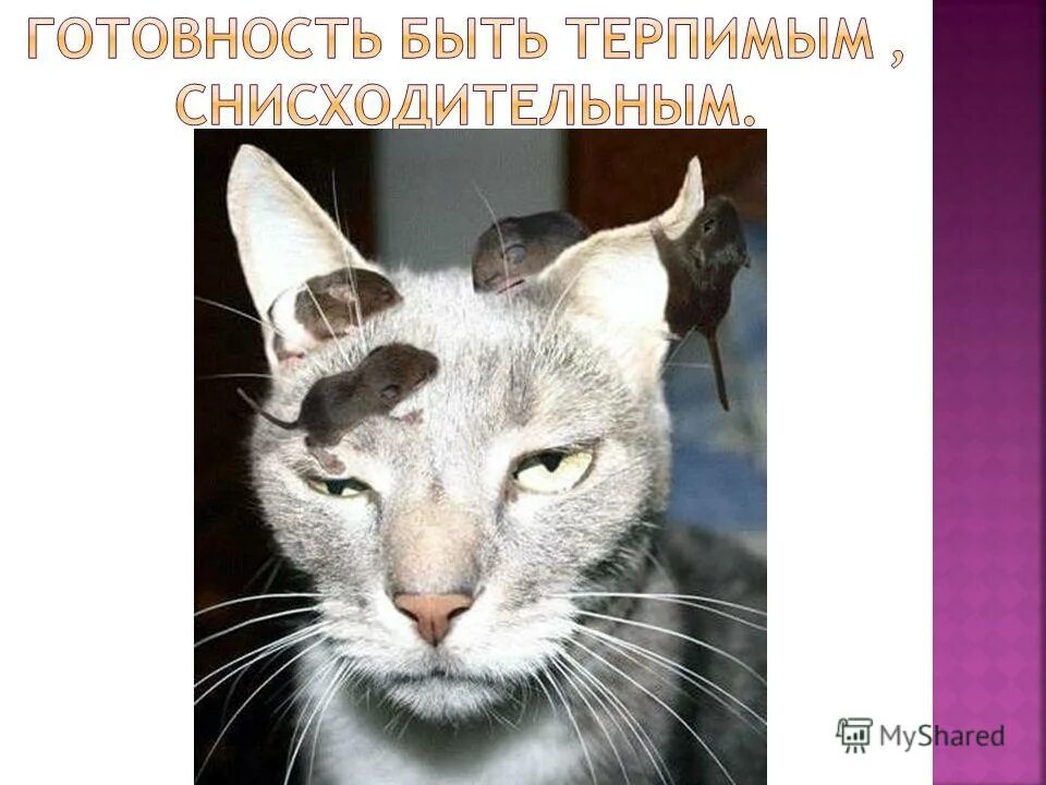 Снисходительно значение. Снисходительно значение