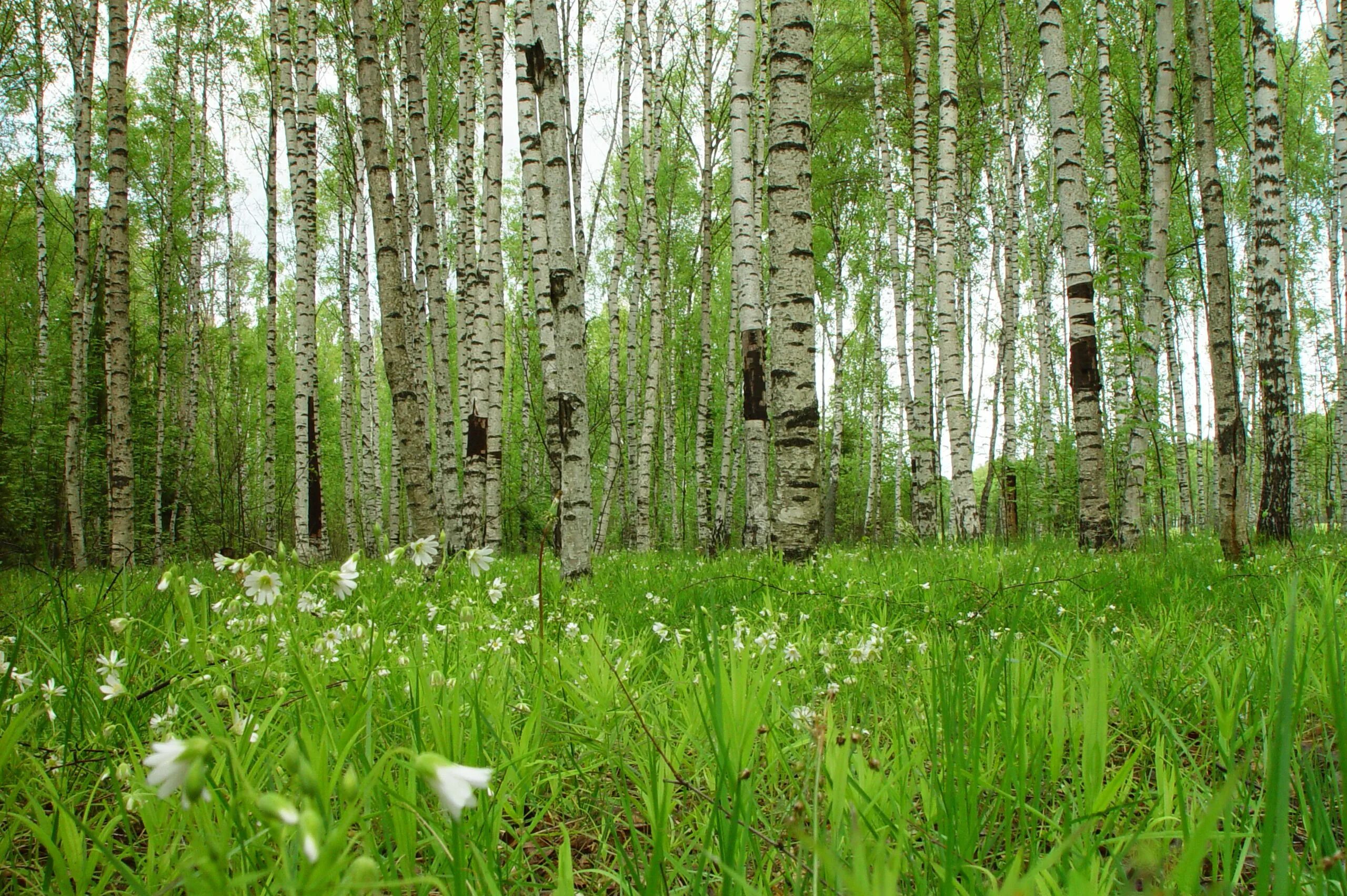 Троица березка. Березовая роща Алматы. Растения березовой Рощи. Яранская Березовая роща. Троица береза.