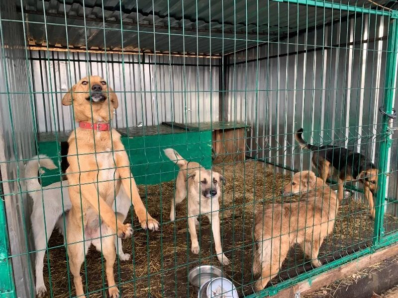 Где находится питомник