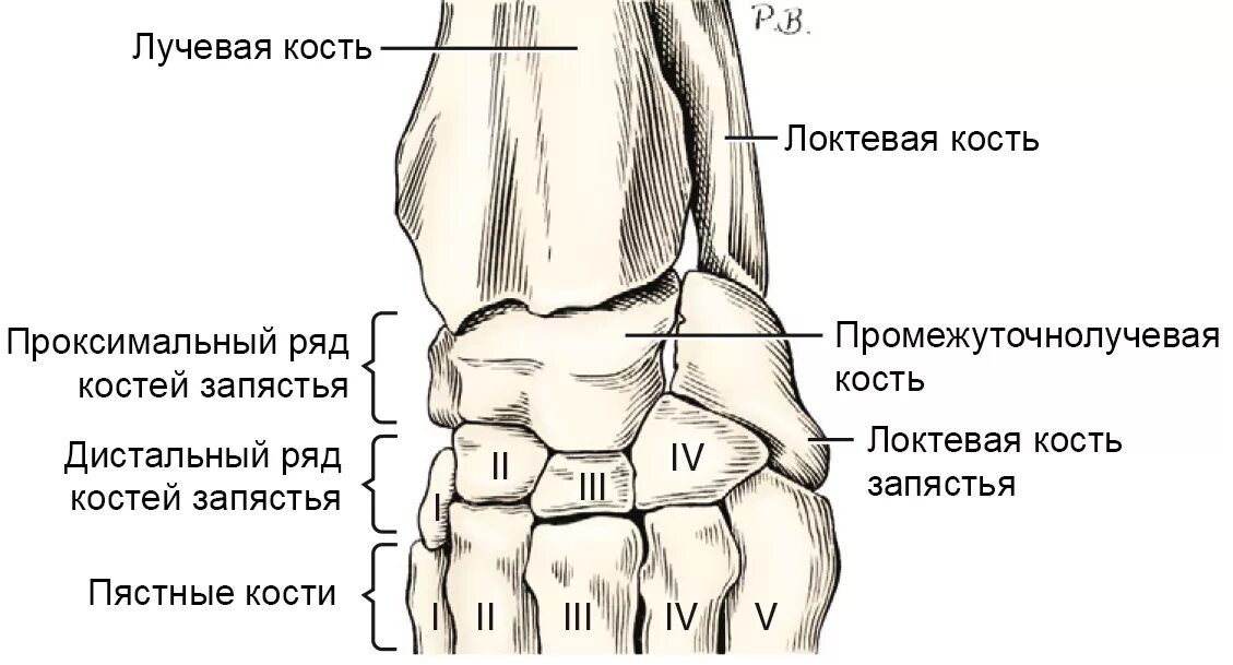 Связки лучезапястного сустава анатомия. Кости запястья и пясти собаки. Анатомия запястного сустава собаки. Анатомия костей запястья у собаки. Ряд костей запястья