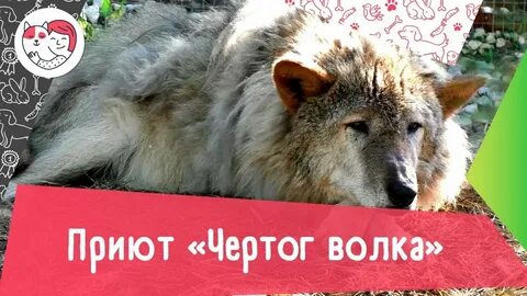Аудиокнига кирова волк 1