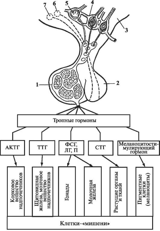 Гипоталамо гипофизарная система гормоны гипоталамуса. Гипоталамо-гипофизарная система гормоны схема. Схема регуляции гипоталамо-гипофизарной системы. Схема гипоталамо-гипофизарной нейросекреторной системы. Схема взаимодействия органов гипоталамо гипофизарной системы.