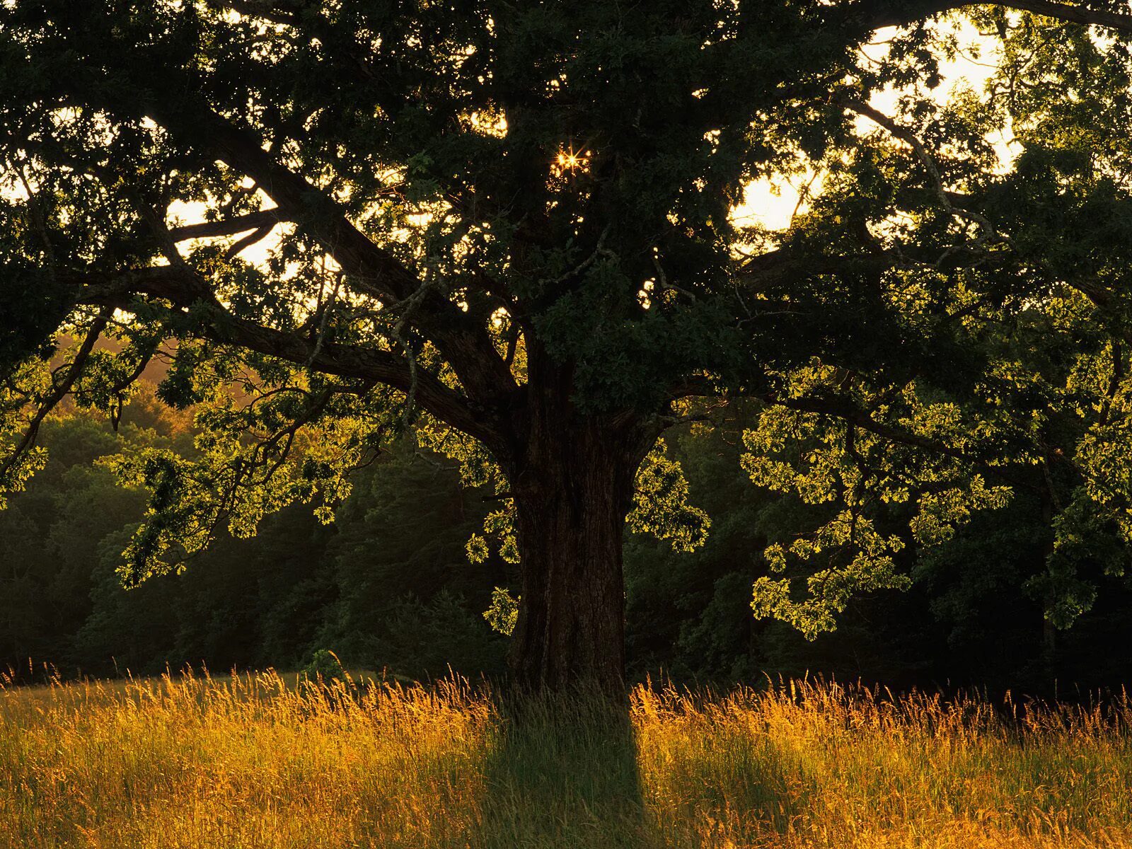Картинки природа деревья. Александровский лес дуб столетний. Таворский дуб. Красивое дерево. Дуб дерево.