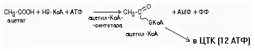 Ацетил коа фермент. Ацетат в ацетил КОА. Превращение ацетата в ацетил КОА. Источники ацетил КОА. Превращение уксусной кислоты в ацетил КОА.