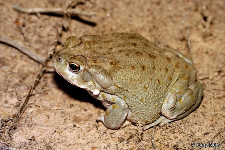 Земноводные пустыни. Жаба Буфо Альвариус. Жаба колорадская (Bufo Alvarius). Калифорнийская пустынная жаба. Ночные животные пустыни лягушки.