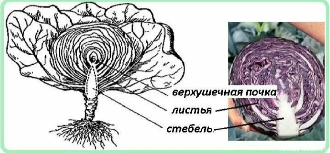 Капуста видоизмененный корень. Видоизменения побегов кочан капусты. Кочан капусты это видоизмененный побег. Кочан капусты строение биология. Метаморфозы стебля кочан капусты.