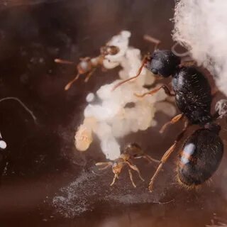 Ants 6
