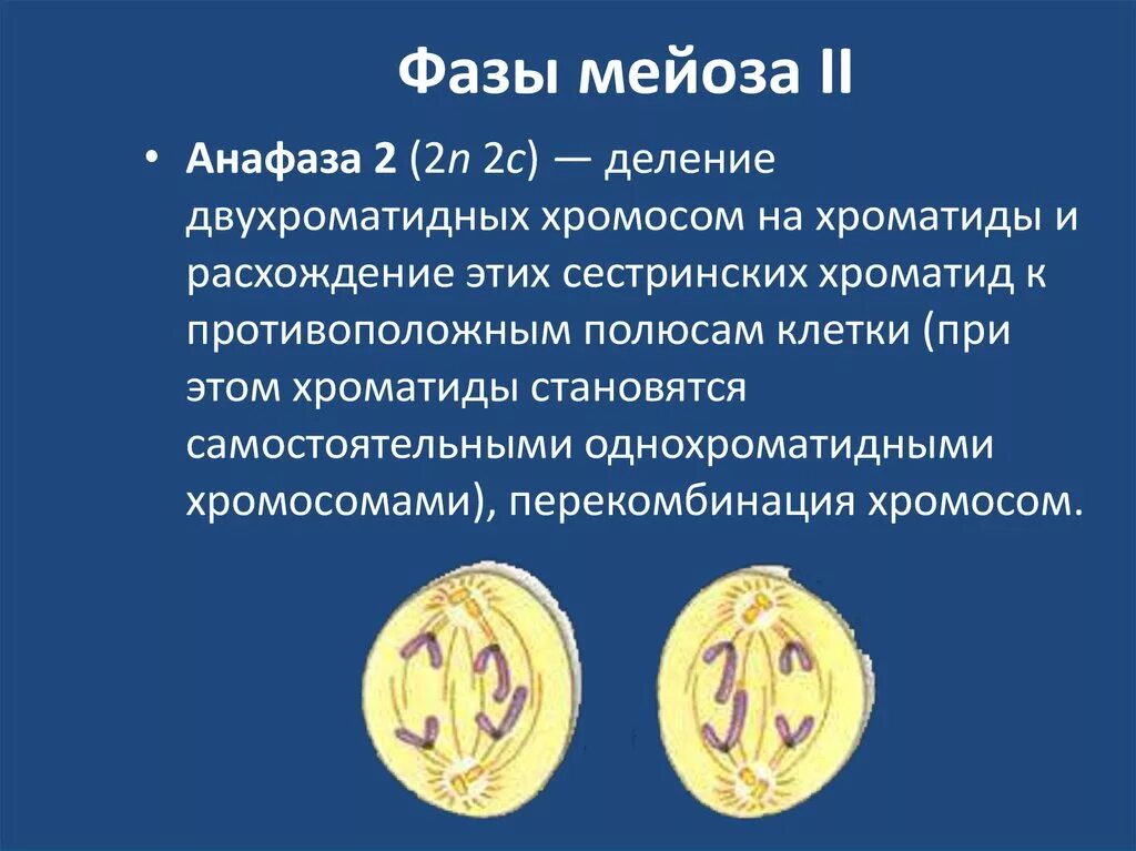 Расхождение хромосом происходит в анафазе 1