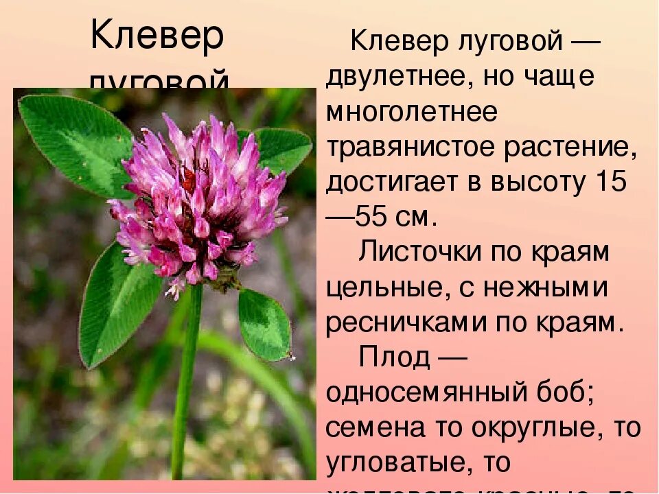 Клевер Луговой 3 класс. Лекарственные растения Клевер Луговой. Лекарственные растения Клевер для детей. Сообщение о клевере.