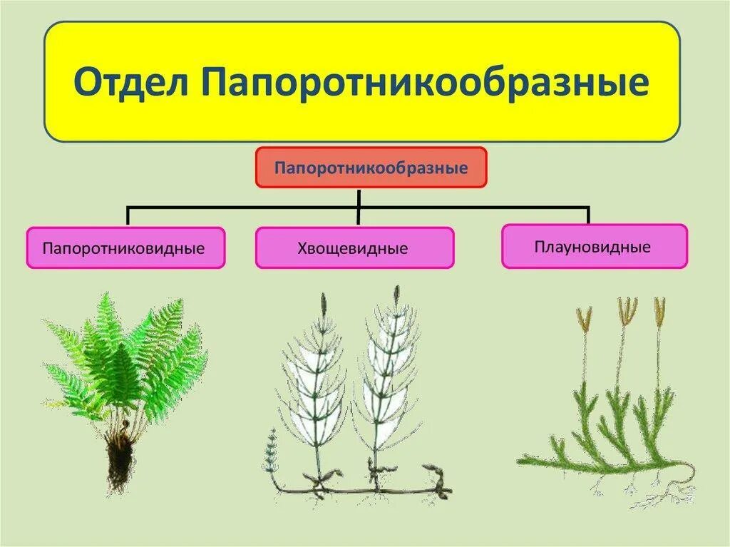 Папоротниковидные плауновве. Папоротниковидные хвощёвые. " Отдел Хвощевидные" и "отдел Плауновидные. Папоротникообразные Хвощевидные Плауновидные. Папоротники хвощи плауны названия