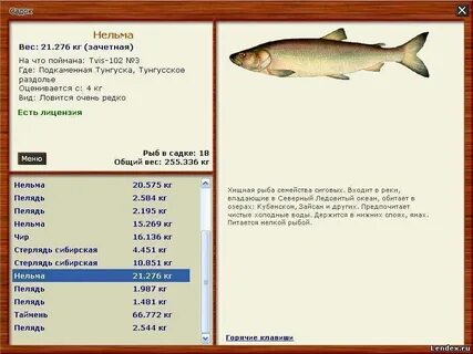 Белорыбица где водится и что за рыба