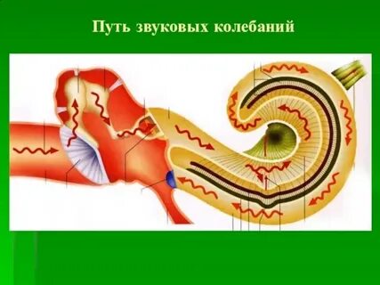 Звуковые пути