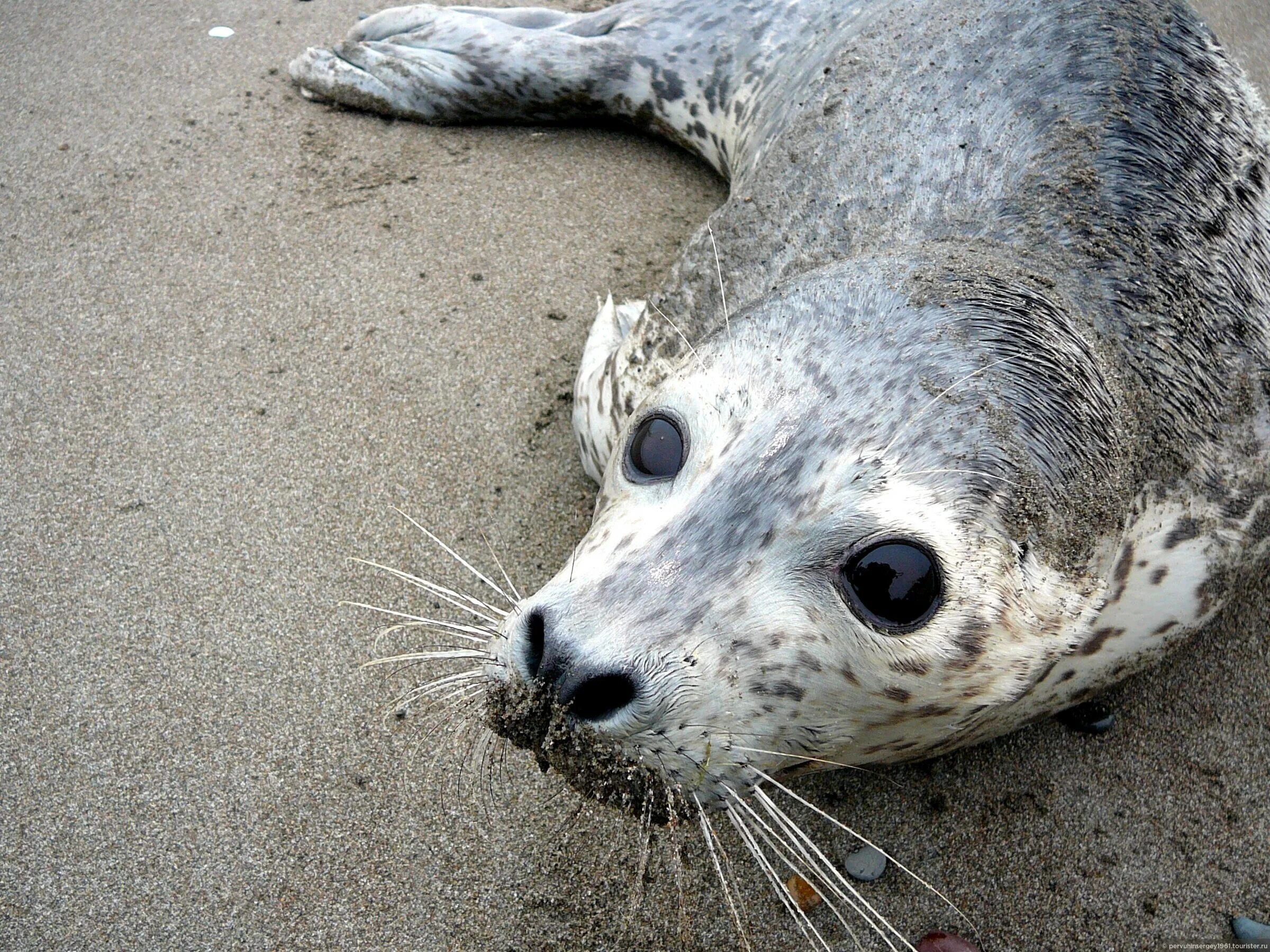 Сивуч командорские острова. Озеро двухюрточное. Курильские острова сахалин медведи. Сахалинске животные. Бурые медведи сахалинской области.