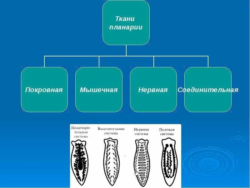 Какая ткань у плоских червей. Ткани плоских червей. Типы тканей плоских червей. Тип плоские черви ткани. Виды тканей у плоских червей.