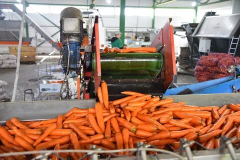 Заготовлено 800 тонн овощей
