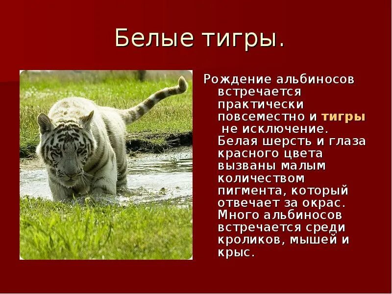 Белый тигр 2 класс. Рассказ о белом тигре. доклад о белом тигре. презентация о белом тигре. белый тигр из красной книги.