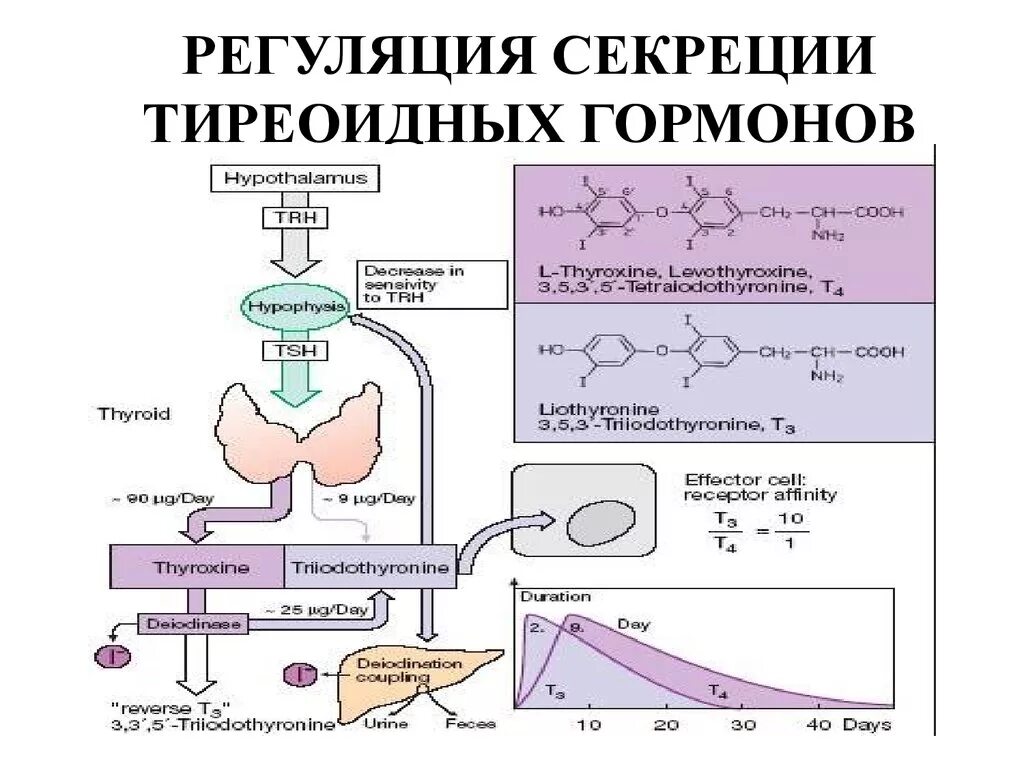 Участвуют в синтезе гормонов. Синтез гормонов щитовидной железы схема. Схема регуляции синтеза и секреции тиреоидных гормонов. Регуляция секреции гормонов щитовидной железы. Синтез тиреоидных гормонов щитовидной железы схема.