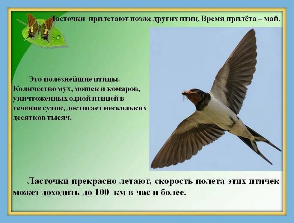 Прилетают птицы ласточки. Скорость ласточки птицы. Описание ласточки. Птицы Стрижи прилетели. Скорость полета стрижа