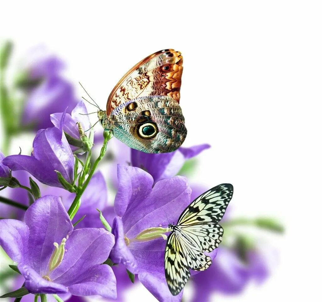Бабочка на цветке. Бабочки в цветах. Открытка бабочка. Бабочки с пожеланиями. Красивые открытки бабочками