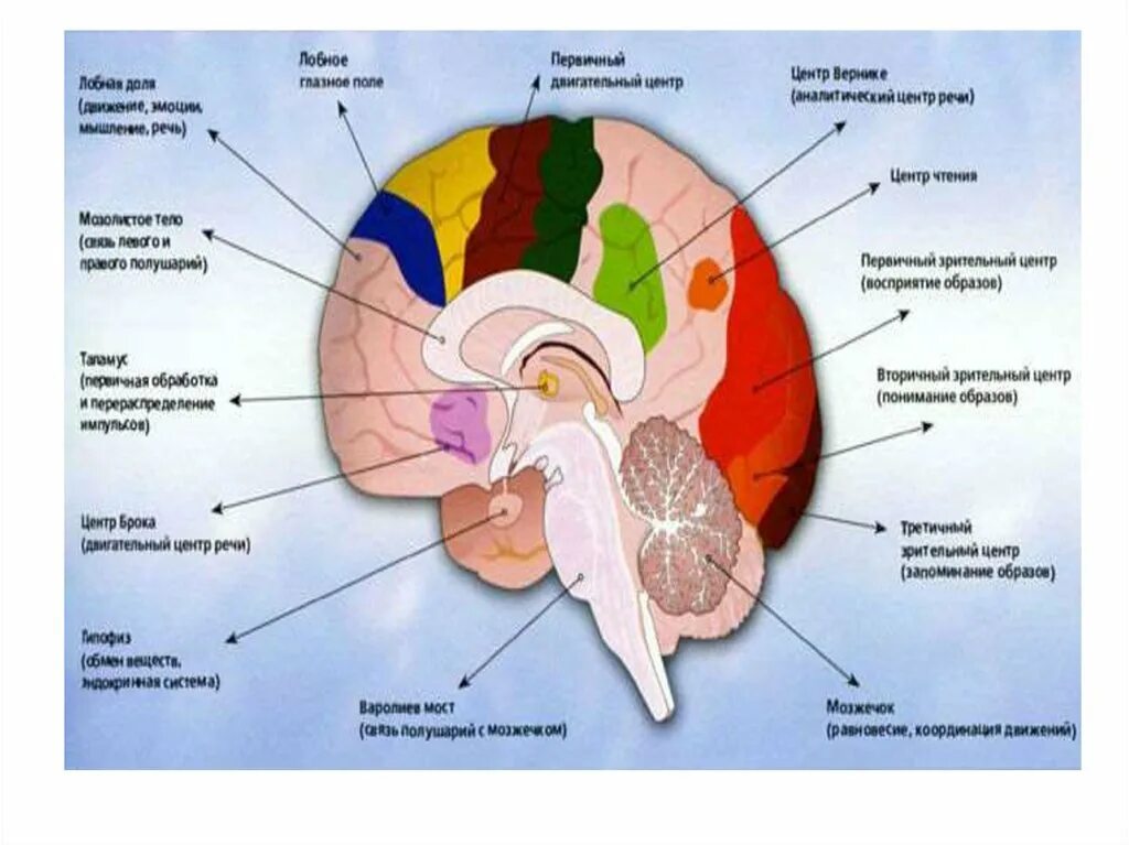 Функции отделов мозга человека. Мозг строение и функции отделов. Отделы головного мозга и их составляющие. Отделы головного мозга и их функции схема.