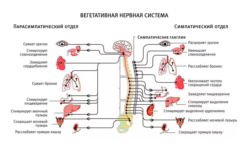 Строение и функции симпатического отдела. Симпатический отдел вегетативной нервной системы функции. Схема симпатической и парасимпатической нервной системы. Строение симпатического отдела вегетативной нервной системы схема. Симпатический отдел ВНС схема.