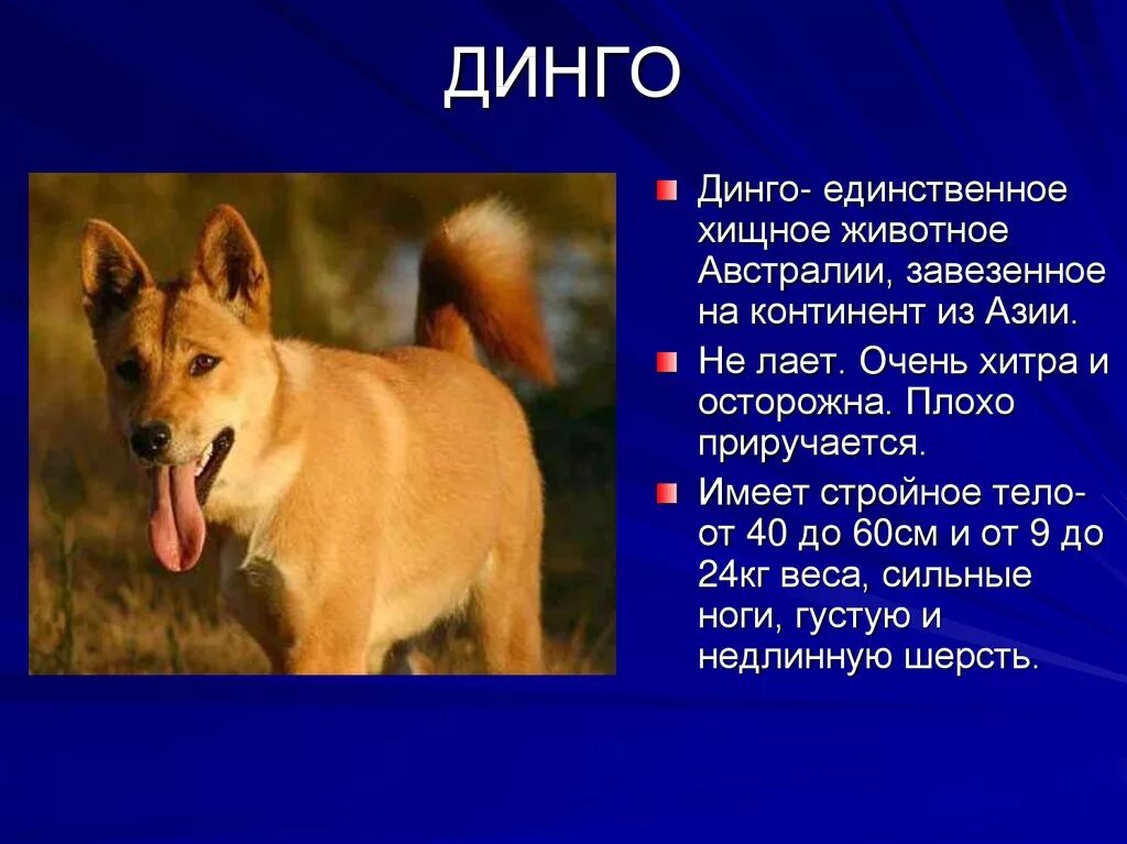Краткое содержание 2 главы собаки динго. Сообщение о собаке динго. собака динго краткое описание. презентация про животных. доклад про животных.