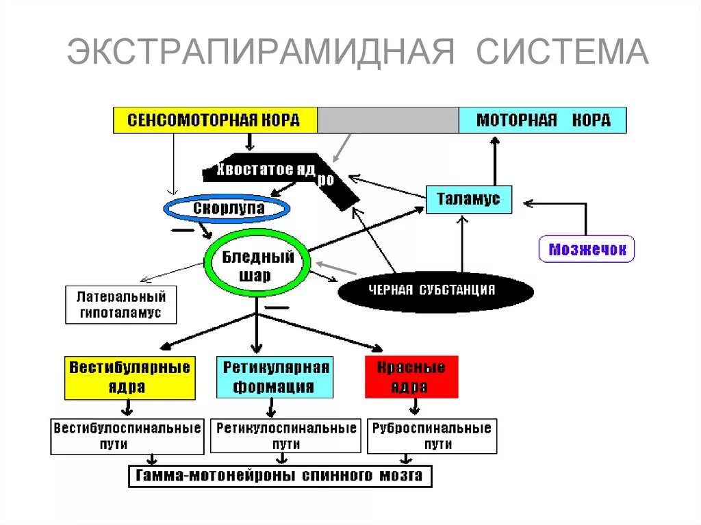 Функциональная организация движений