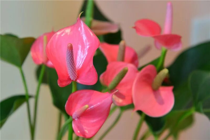 спатифиллум розовый. спатифиллум цветок розовый. спатифиллум беллини. антуриум pink explosion. спатифиллум.