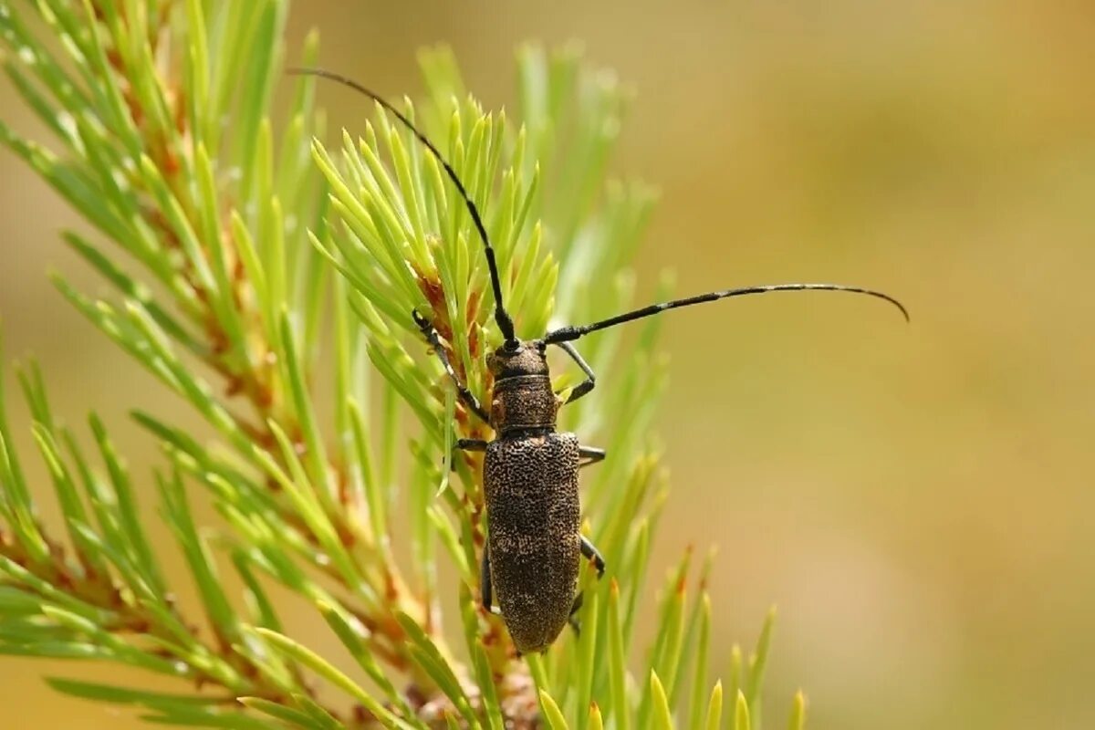 Черный усач фото. Monochamus galloprovincialis усач черный Сосновый. Жук усач Сосновый. Monochamus galloprovincialis Жук. Жук усач бронзовый Сосновый.