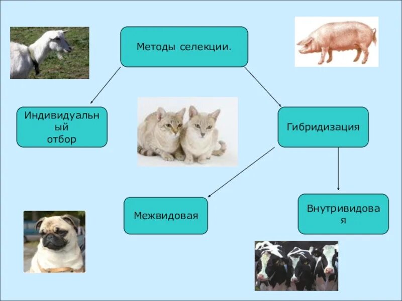 Искусственная гибридизация животных. Селекция, породы, искусственный отбор. Методы селекции искусственный отбор. Отбор селекция животных. Методы селекции животных.