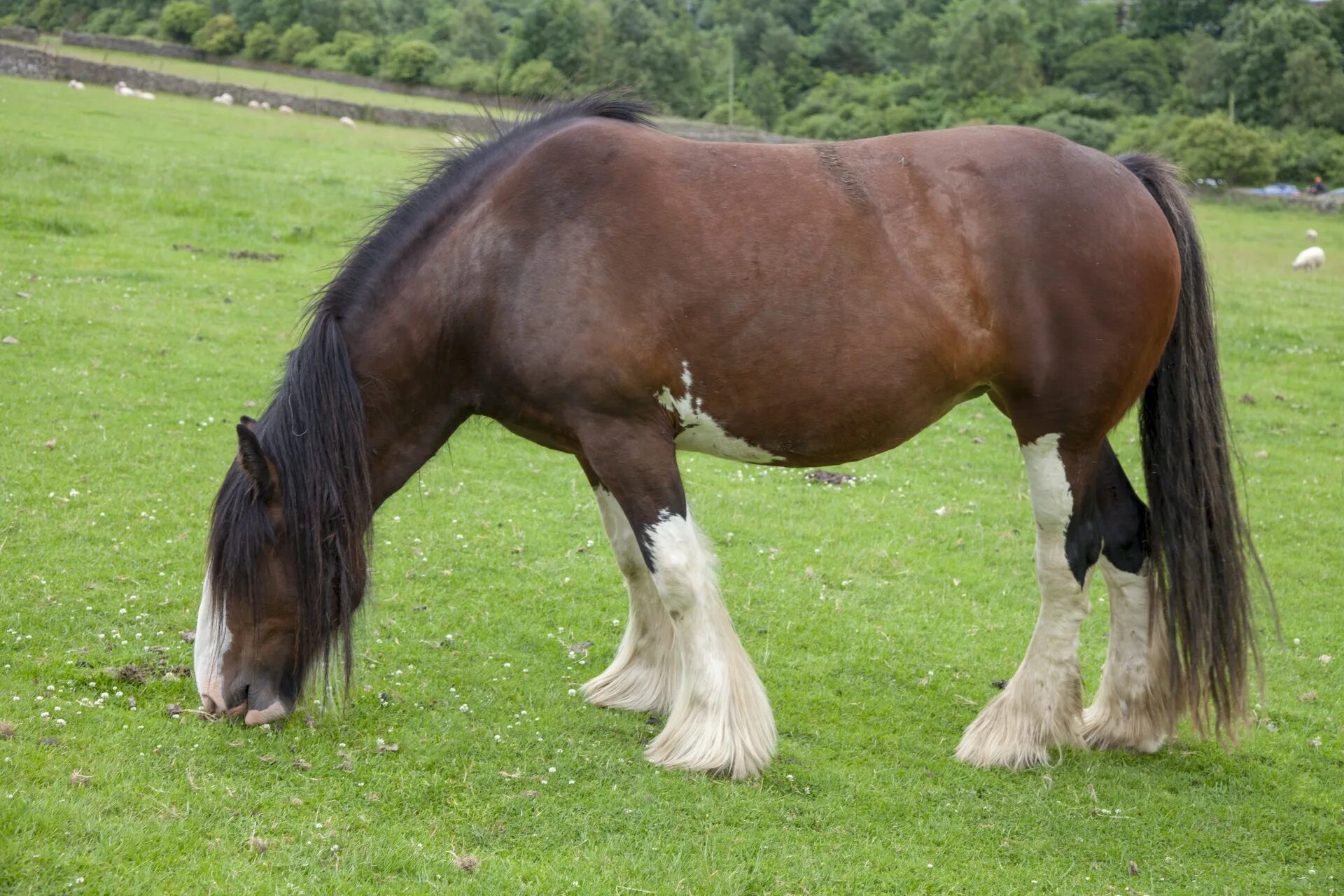 домашняя лошадь. лошадь домашняя вид. домашняя лошадь фото. лошадь домашняя вид. меноркская лошадь.