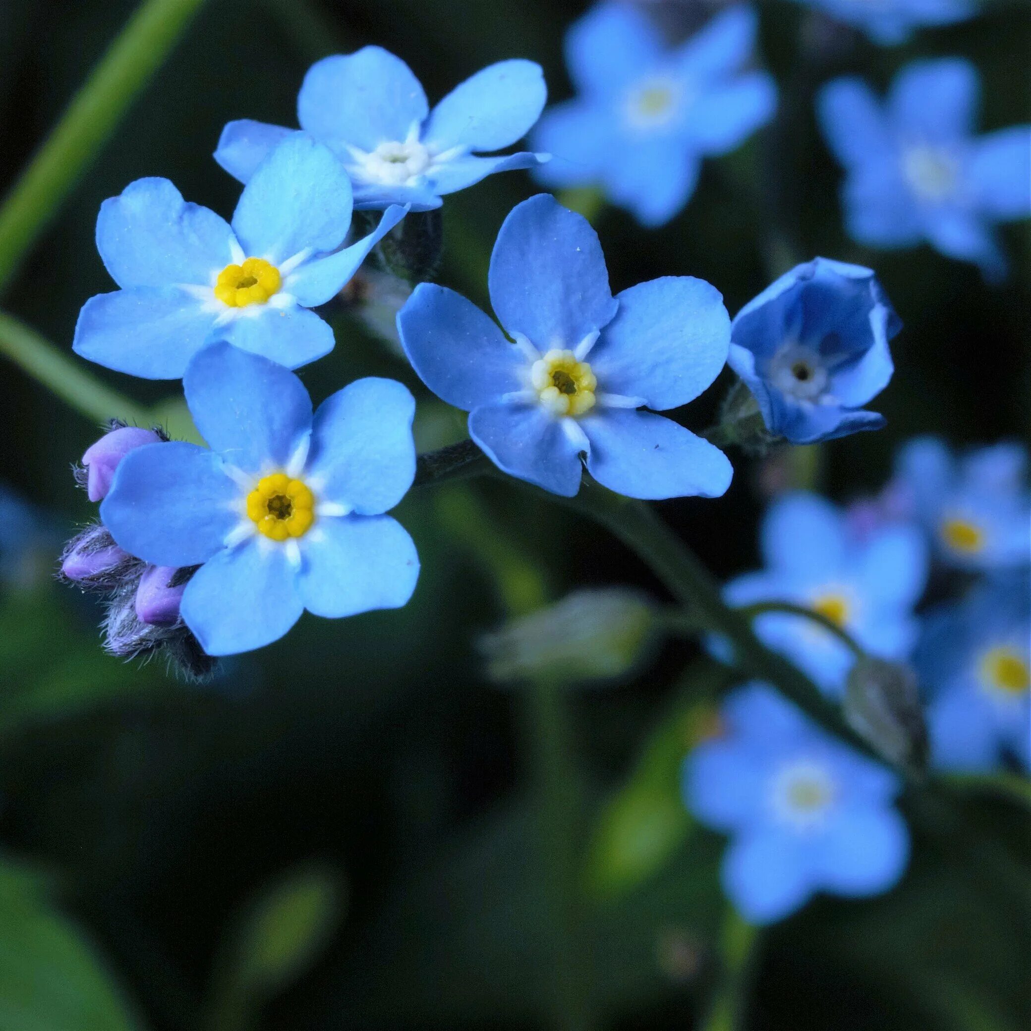 Мелкие цветы голубого цвета. Бруннера Сибирская Незабудочник. Незабудка дернистая. Незабудка Болотная голубая. Незабудка крупноцветковая.